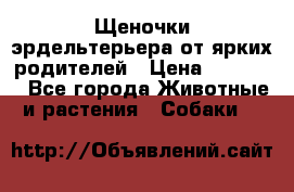 Щеночки эрдельтерьера от ярких родителей › Цена ­ 25 000 - Все города Животные и растения » Собаки   